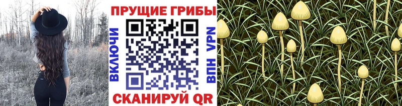 Псилоцибиновые грибы Cubensis  закладка  Черняховск 